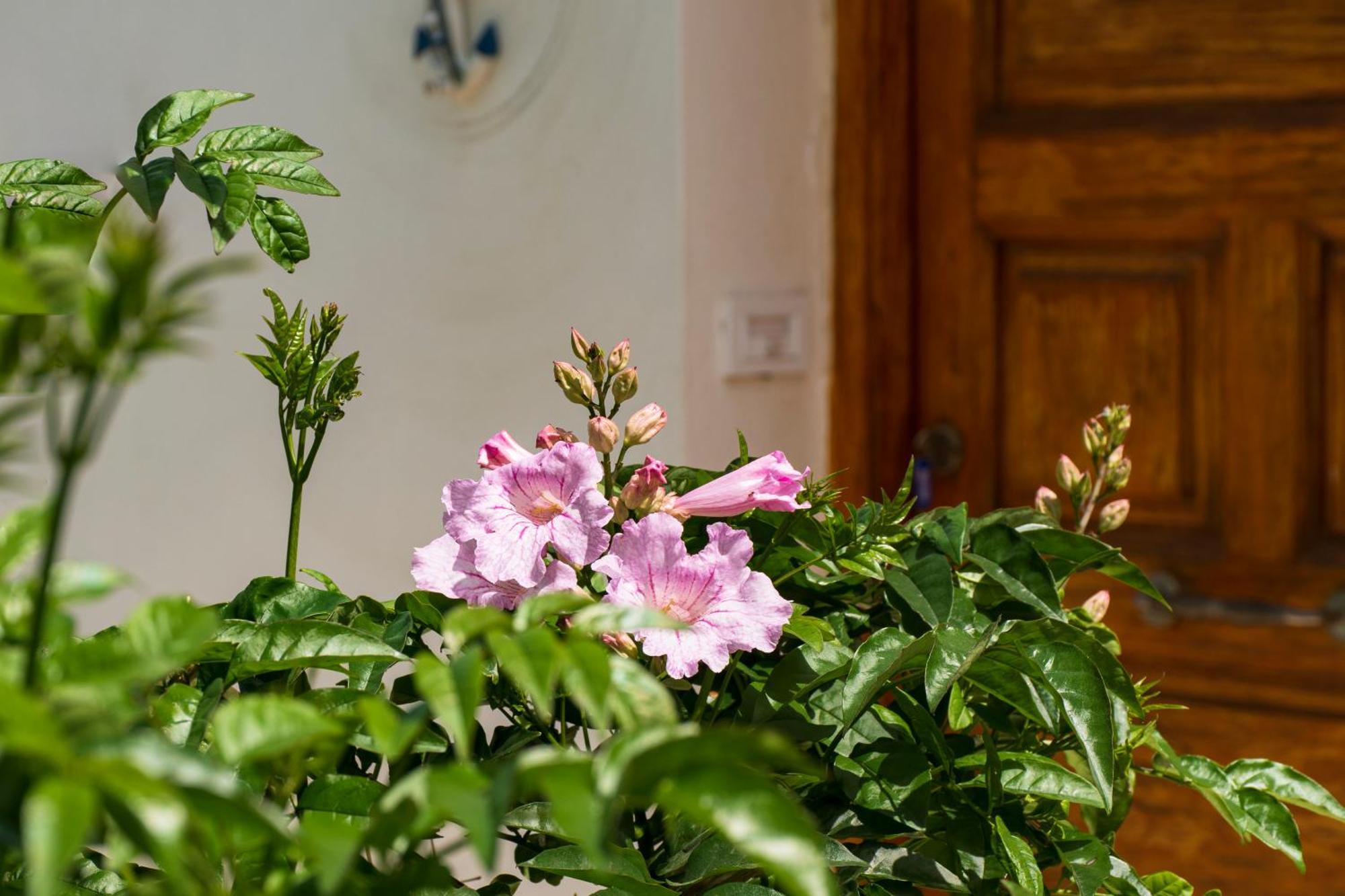 Eleni'S Seaview House Διαμέρισμα Άνδρος Εξωτερικό φωτογραφία